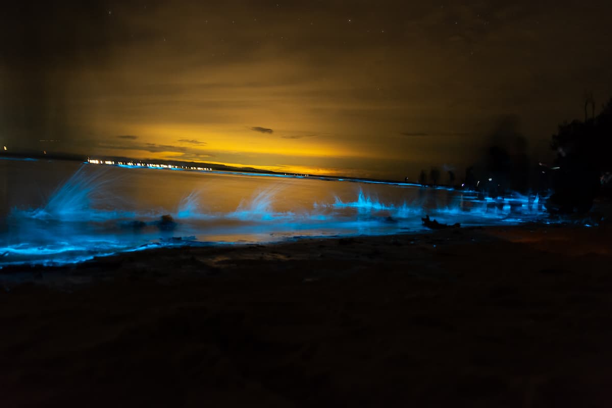 Bioluminescence: Enjoying Jervis Bay at Night