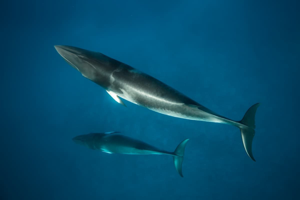 Dwarf Minke Whale, a curious species of whale that migrates up the East Coast of Australia through the Great Barrier Reef