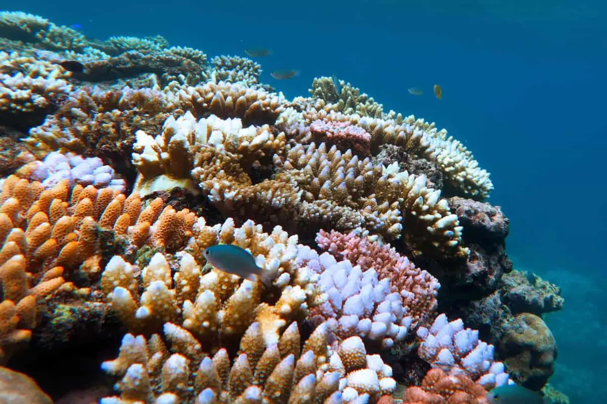 Coral reef and tropical fish swimming underwater at the Great Barrier Reef Queensland, Australia